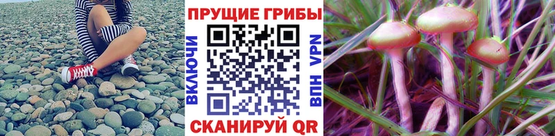 ОМГ ОМГ зеркало Приволжский Псилоцибиновые грибы мухоморы